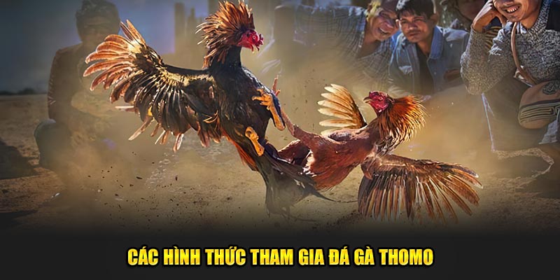 Cac-hinh-thuc-tham-gia-da-ga-Thomo