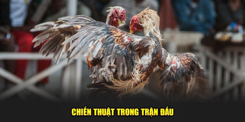 Chien-Thuat-Trong-Tran-Dau