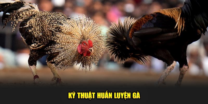 Ky-Thuat-Huan-Luyen-Ga