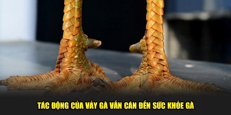 Tac-dong-cua-vay-ga-van-can-den-suc-khoe-ga