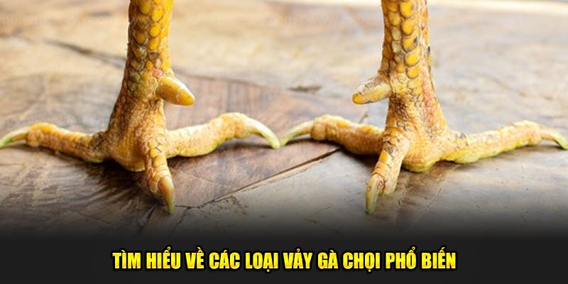 Tim-hieu-ve-cac-loai-vay-ga-choi-pho-bien