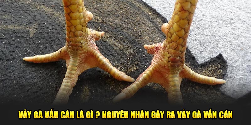 Vay-ga-van-can-la-gi-Nguyen-nhan-gay-ra-vay-ga-van-can